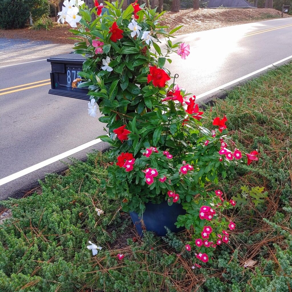 tricolor mandevilla