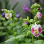 Torenia