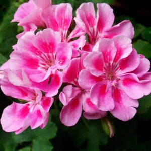 pix pink geranium