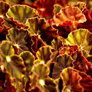 mixed bronze leaf begonia
