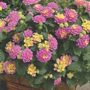 lantana