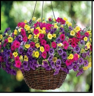 Calibrachoa