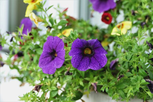 Calibrachoa 'Million Bells'  Hanging Basket - Image 2