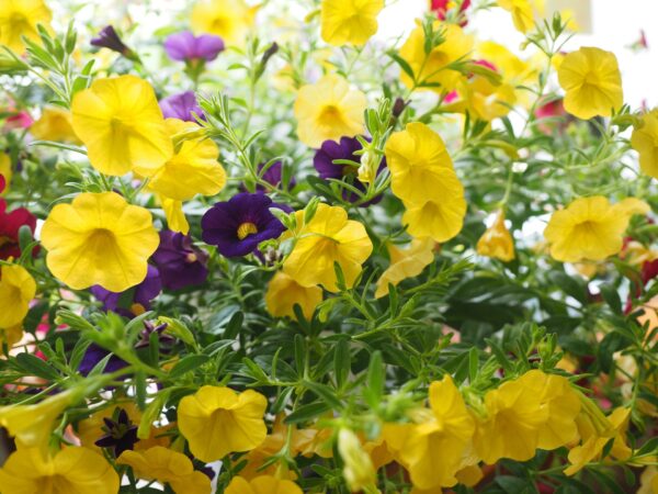 Calibrachoa 'Million Bells'  Hanging Basket - Image 3