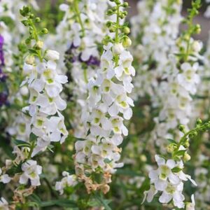Angelonia - White - 6 1/2" pot