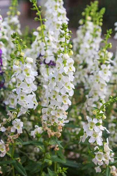 Angelonia - White - 6 1/2" pot