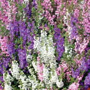 Angelonia - Mixed - 6 1/2" pot