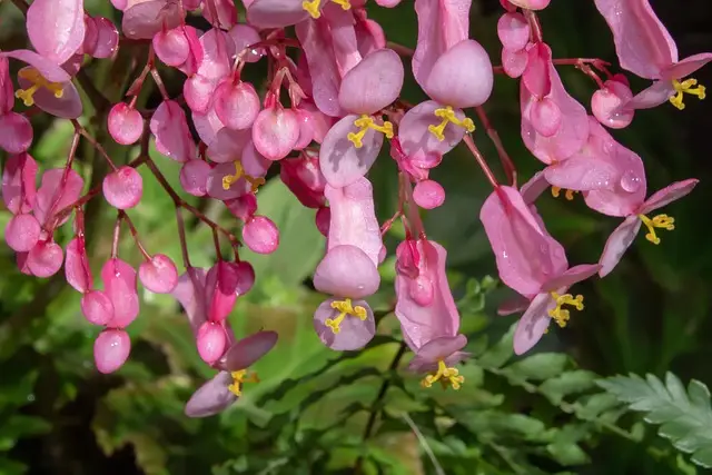 Dragon Wing Begonia - Pink - 6 1/2" pot